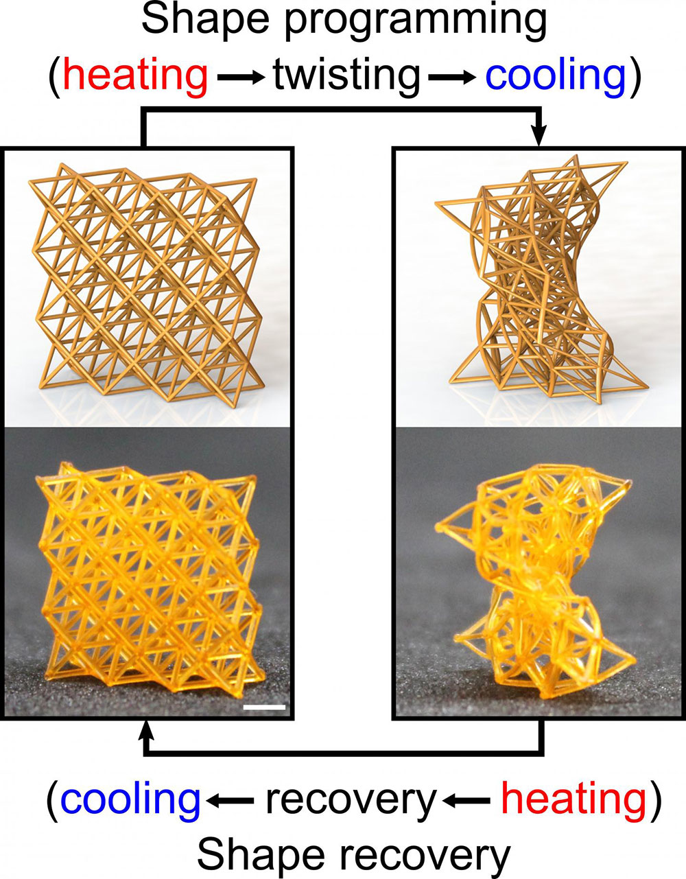 4D-printed metamaterials can be temporarily transformed into any deformed shape and then returned to their original shape on demand when heated. The scale bar is 2 millimeters. (Chen Yang/Rutgers University-New Brunswick)