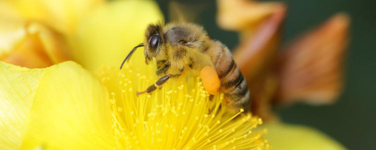 Honey bee on campus at Georgia Tech. (Yumiko Sakurai)
