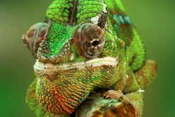 Mnet 209021 Chameleon