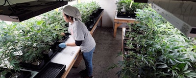 Mnet 211751 Marijuana 0
