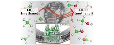 The primary metabolic enzyme in methanotrophic bacteria, particulate methane monooxygenase (pMMO), catalyzes the methane-to-methanol conversion at a site with one copper ion. (Northwestern University)