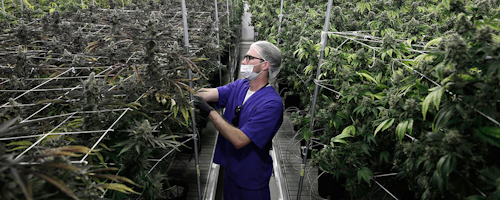 Mnet 214016 Nevada Marijuana Screening Ap