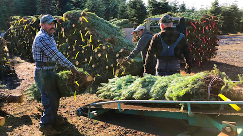 In this Dec. 5, 2019 photo, workers — most of them from Mexico — load Christmas trees onto a truck at Hupp Farms in Silverton, Ore. On Wednesday, Dec. 11, 2019, the U.S. House passed a bill that would loosen restrictions on hiring foreign agricultural workers and create a path to citizenship for more than 1 million farm workers estimated to be in the country illegally. The bill's fate in the Senate is unclear, and the White House hasn't said if President Donald Trump would sign it. But the 260-165 vote was a rare stroke of bipartisanship on immigration.