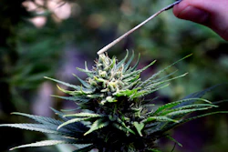 In this April 24, 2018 file photo, a hemp plant is pollinated at the Unique Botanicals facility in Springfield, OrR.