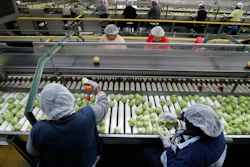 In this, Wednesday, Feb. 5 photo, workers sort through tomatoes after they are washed before being inspected and packed, in Florida City, FL. A Florida bill mandating that private companies verify each new hire's eligibility to work in the U.S. is worrying farmers in the agriculture-rich state. The growers complain they are struggling to find farm workers as the unemployment rate reaches record lows.