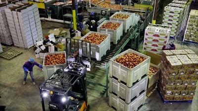 In this Aug. 27, 2013 file photo, workers load large containers of nectarines for sorting at Eastern ProPak Farmers Cooperative in Glassboro, NJ.