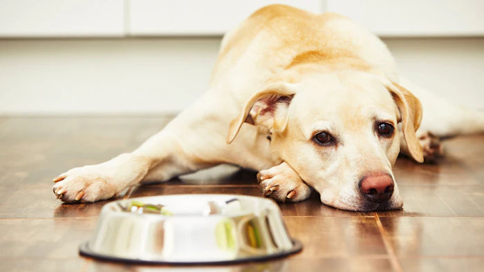 Salmonella Triggers Dog Food Recall Manufacturing Net