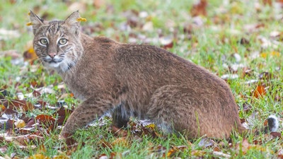 Bobcat Doty
