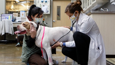 Vet tech Ashley Kultau, left, and Dr. Marisa Shulman check out Orik at Riverview Animal Hospital on Thursday, April 9, 2020 in Chattanooga, Tenn.