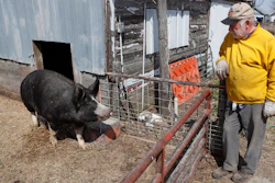 In this Friday, April 17 photo, Chris Petersen looks at a Berkshire hog in a pen on his farm near Clear Lake, IA. COVID-19 has created problems for all meat producers, but pork farmers have been hit especially hard.