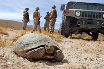 Marines wait for a desert tortoise to move off the road.
