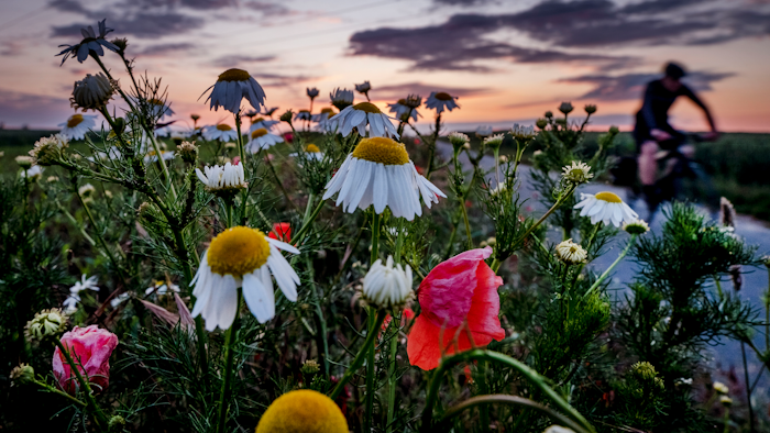 A man rides his bike along banks of flowers.