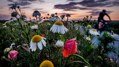 A man rides his bike along banks of flowers.