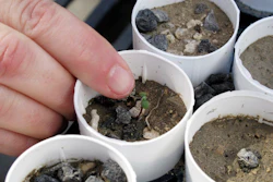 A plant ecologist points to a tiny Tiehm's buckwheat.