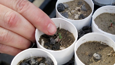 A plant ecologist points to a tiny Tiehm's buckwheat.