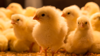 Toxic Aflac Ducks Recalled Manufacturing Net