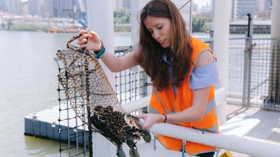 Francisca Ribeiro, University of Exeter