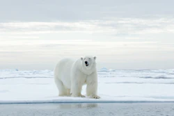 Polar Bear I Stock 1198212588