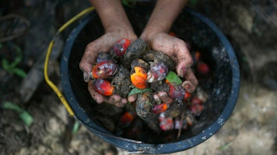 A little girl holds palm oil fruit collected from a plantation in Sumatra, Indonesia.