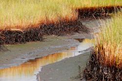 In this Saturday, July 31, 2010, file photo, a ribbon of oil lines the bottom stalks of marsh grass at low tide in a cove in Barataria Bay on the coast of Louisiana. The April 20, 2010, explosion at the BP Deepwater Horizon offshore platform killed 11 men, and the subsequent leak released an estimated 172 million gallons of petroleum into the Gulf of Mexico. Louisiana will get nearly $215 million in BP oil spill money for two projects that will restore more than 4,600 acres of marsh and other habitat in the New Orleans area. Gov. John Bel Edwards says work on the projects should begin in 2021.