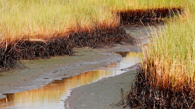 In this Saturday, July 31, 2010, file photo, a ribbon of oil lines the bottom stalks of marsh grass at low tide in a cove in Barataria Bay on the coast of Louisiana. The April 20, 2010, explosion at the BP Deepwater Horizon offshore platform killed 11 men, and the subsequent leak released an estimated 172 million gallons of petroleum into the Gulf of Mexico. Louisiana will get nearly $215 million in BP oil spill money for two projects that will restore more than 4,600 acres of marsh and other habitat in the New Orleans area. Gov. John Bel Edwards says work on the projects should begin in 2021.