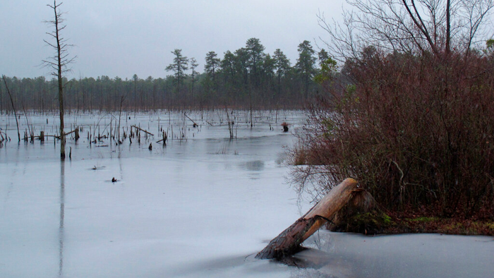 The New Jersey Pinelands region in Lakehurst, N.J.