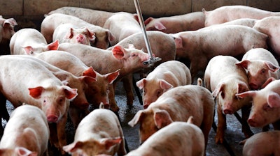 Young hogs owned by Smithfield Foods gather around a water source at a farm in Farmville, N.C.