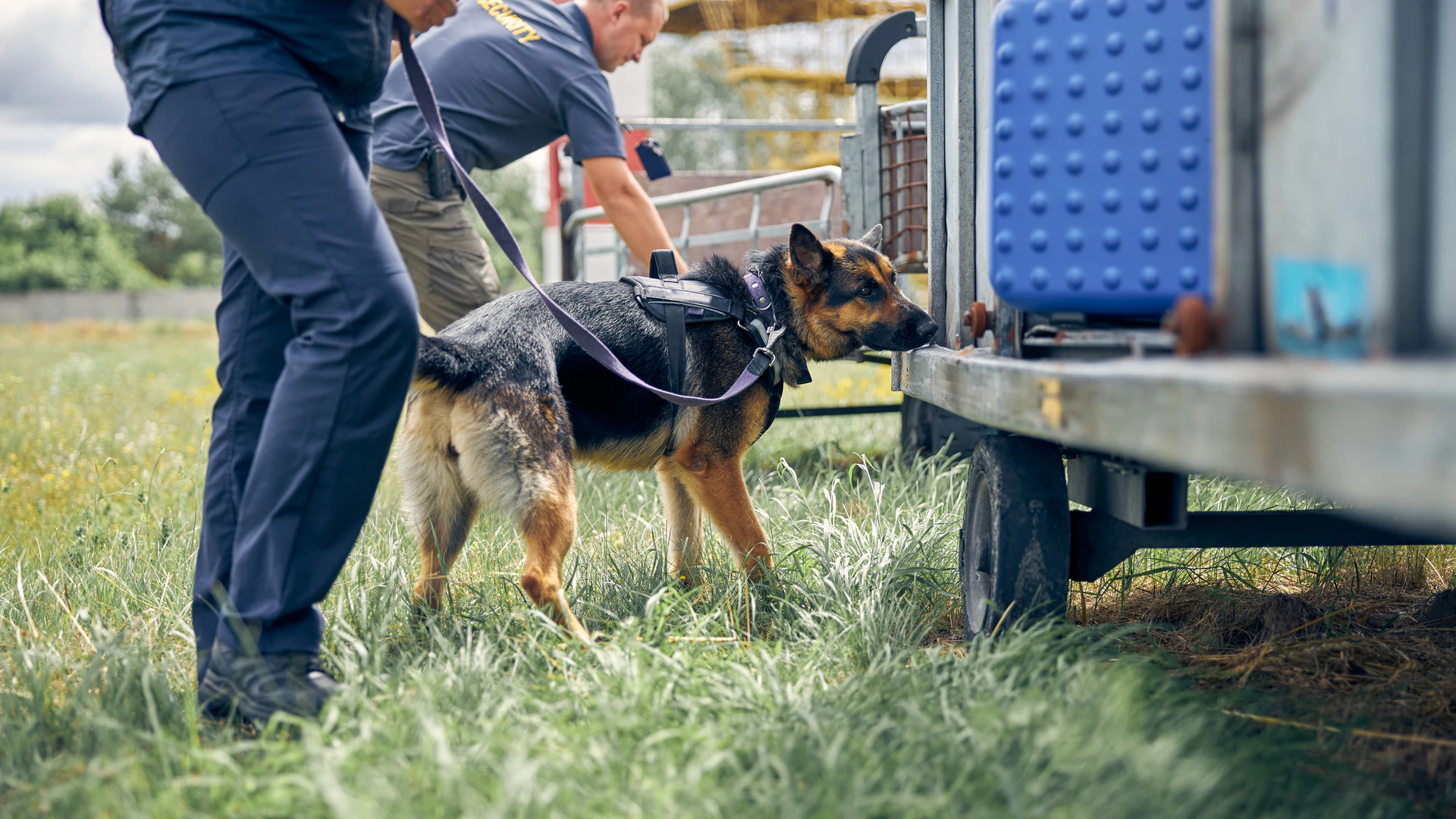 Technology is Catching Up with Bomb-Sniffing Dogs - Vimarsana News