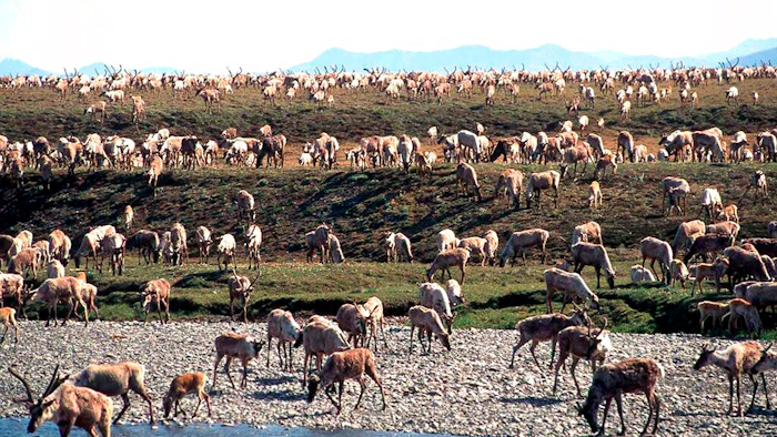 In this undated file photo provided by the U.S. Fish and Wildlife Service, caribou from the Porcupine caribou herd migrate onto the coastal plain of the Arctic National Wildlife Refuge in northeast Alaska. The U.S. government held its first-ever oil and gas lease sale Wednesday, Jan. 6, 2021 for Alaska's Arctic National Wildlife Refuge, an event critics labeled as a bust with major oil companies staying on the sidelines and a state corporation emerging as the main bidder.