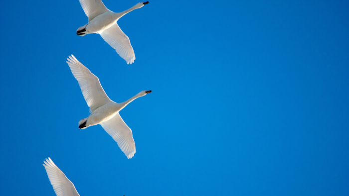 Migratory Birds I Stock 916219088