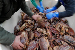 In this Monday, Nov. 11, 2019 file photo, fishermen arrange crabs after their boat returned from a fishing trip to the harbour in Hartlepool, England.