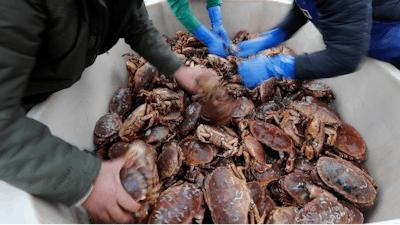 In this Monday, Nov. 11, 2019 file photo, fishermen arrange crabs after their boat returned from a fishing trip to the harbour in Hartlepool, England.