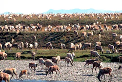 In this undated file photo provided by the U.S. Fish and Wildlife Service, caribou from the Porcupine caribou herd migrate onto the coastal plain of the Arctic National Wildlife Refuge in northeast Alaska. The U.S. government held its first-ever oil and gas lease sale Wednesday, Jan. 6, 2021 for Alaska's Arctic National Wildlife Refuge, an event critics labeled as a bust with major oil companies staying on the sidelines and a state corporation emerging as the main bidder.