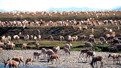 In this undated file photo provided by the U.S. Fish and Wildlife Service, caribou from the Porcupine caribou herd migrate onto the coastal plain of the Arctic National Wildlife Refuge in northeast Alaska. The U.S. government held its first-ever oil and gas lease sale Wednesday, Jan. 6, 2021 for Alaska's Arctic National Wildlife Refuge, an event critics labeled as a bust with major oil companies staying on the sidelines and a state corporation emerging as the main bidder.