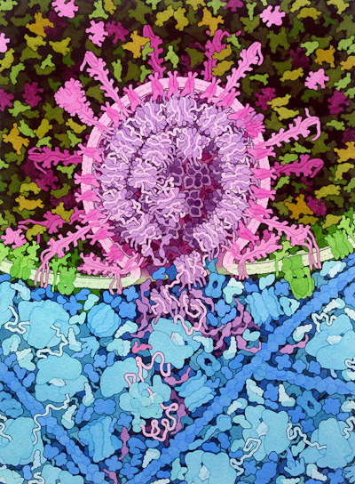 An illustration shows the fusion of the SARS CoV-2 virus to the cell, releasing the viral RNA genome into the cell cytoplasm.