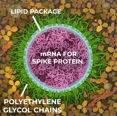 The vaccine delivers mRNA for the spike protein wrapped in a lipid package, along with polyethylene glycol chain strands. The PEG strands protect the package and increase its durability so it can reach the cell safely.