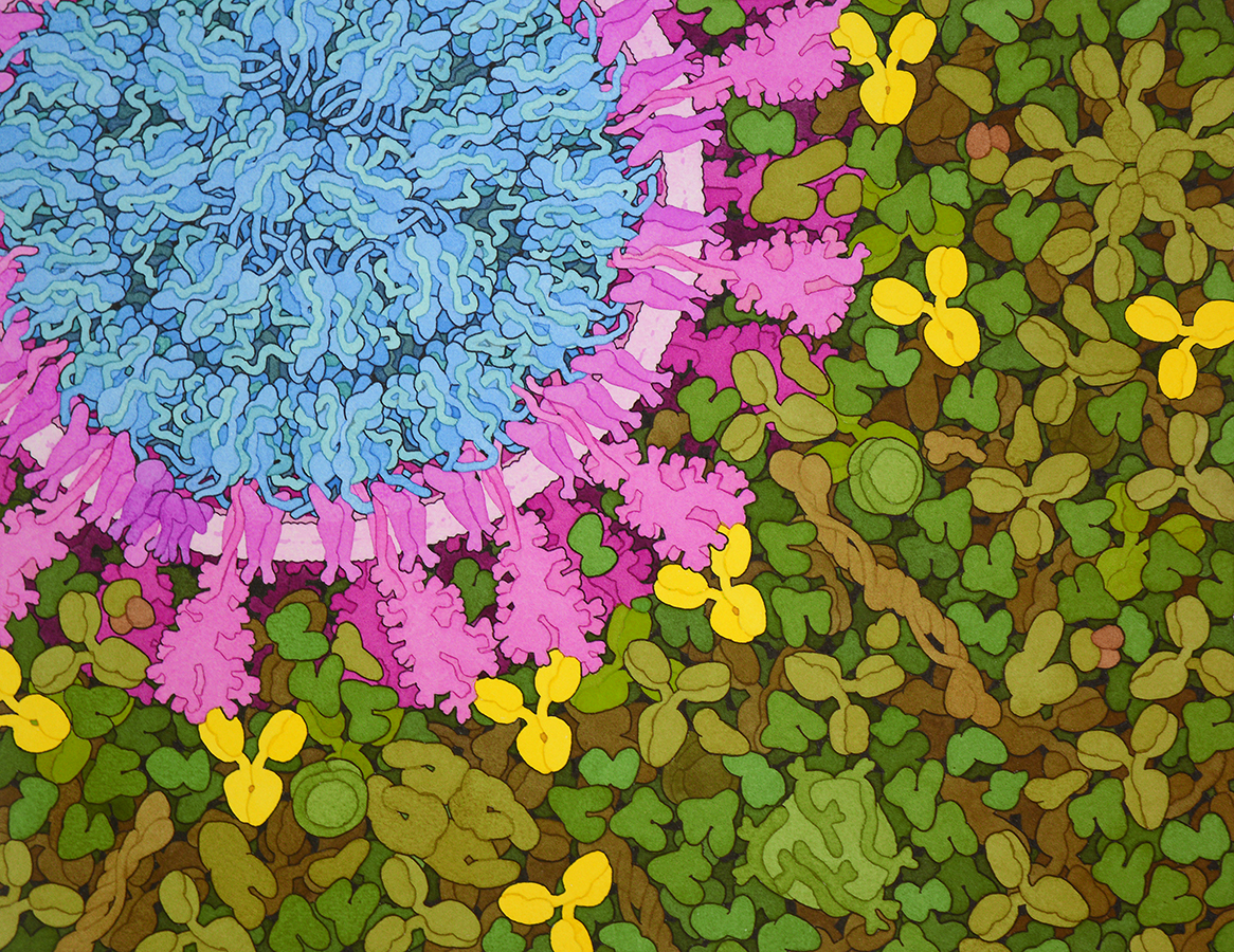 Neutralizing antibodies attach to the tips of the spike proteins of the SARS CoV-2 virus.