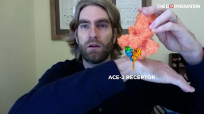 The spike protein’s shape and composition allow it to attach itself to an ACE-2 receptor (also a protein) on a human cell.