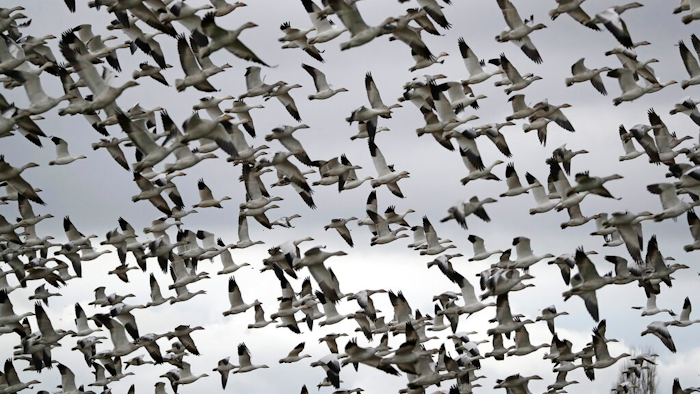 In this Dec. 13, 2019, file photo, thousands of snow geese take flight over a farm field at their winter grounds, in the Skagit Valley near Conway, Wash. The Biden administration on Monday, March 8, 2021, reversed a policy imposed under former President Donald Trump that drastically weakened the government's power to enforce a century-old law that protects most U.S. bird species. Trump ended criminal prosecutions against companies responsible for bird deaths that could have been prevented.