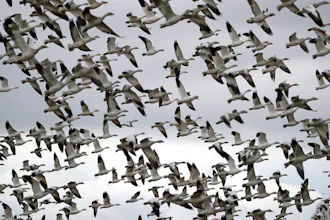 In this Dec. 13, 2019, file photo, thousands of snow geese take flight over a farm field at their winter grounds, in the Skagit Valley near Conway, Wash. The Biden administration on Monday, March 8, 2021, reversed a policy imposed under former President Donald Trump that drastically weakened the government's power to enforce a century-old law that protects most U.S. bird species. Trump ended criminal prosecutions against companies responsible for bird deaths that could have been prevented.
