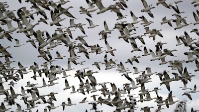 In this Dec. 13, 2019, file photo, thousands of snow geese take flight over a farm field at their winter grounds, in the Skagit Valley near Conway, Wash. The Biden administration on Monday, March 8, 2021, reversed a policy imposed under former President Donald Trump that drastically weakened the government's power to enforce a century-old law that protects most U.S. bird species. Trump ended criminal prosecutions against companies responsible for bird deaths that could have been prevented.