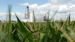 In this file photo, an ethanol plant stands next to a cornfield near Nevada, Iowa.