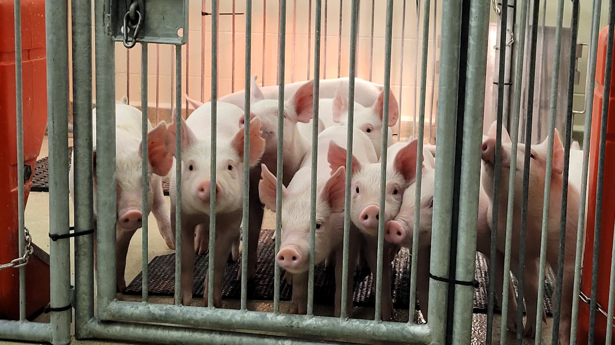'Humanized Pigs' Created to Study Human Illnesses, Treatments - Vimarsana News