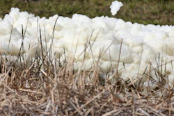 An unidentified foam collects on reeds where effluent flows from a pipe into a drainage ditch at Port Manatee South Gate on Tuesday, April 6, 2021, in Palmetto, FL.
