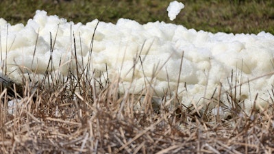 An unidentified foam collects on reeds where effluent flows from a pipe into a drainage ditch at Port Manatee South Gate on Tuesday, April 6, 2021, in Palmetto, FL.