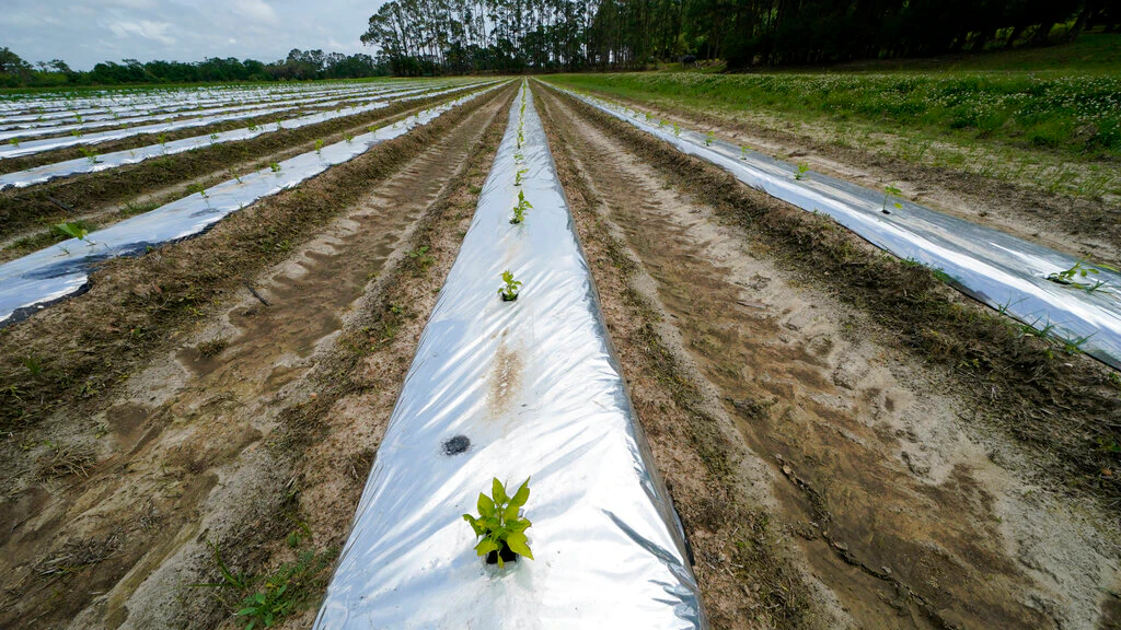 Fighting Wetland Erosion by Making Tobasco - Vimarsana News