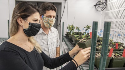 Eloisa Vendemiatti, a postdoctoral researcher at WVU, and Vagner Benedito, associate professor of biochemical genetics, observe tomato plants at the WVU Greenhouse. They're working to develop an insecticide-resistant trait to the domesticated tomato.