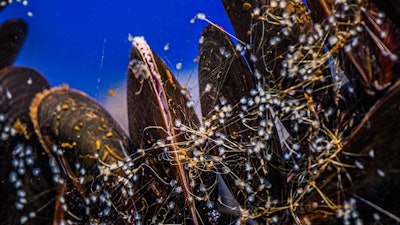 Jonathan Wilker notes that not everyone in his Purdue lab has a chemistry degree. Some lab members are shellfish – about 1,000 of them. The shellfish play a valuable role by demonstrating how they make adhesives so scientists can build upon their biological strategies.