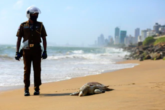 A Sri Lankan policeman looks at a dead turtle that washed ashore in Colombo, Sri Lanka, June 10, 2021. Carcasses of nearly a hundred turtles believed to have been killed due to heat and chemical poisoning from a fire-ravaged ship that sank off while transporting chemicals have been washed to Sri Lanka’s ashore in recent weeks, raising fears of a severe marine disaster.