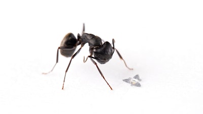 A 3D microflier sits next to a common ant to show scale.